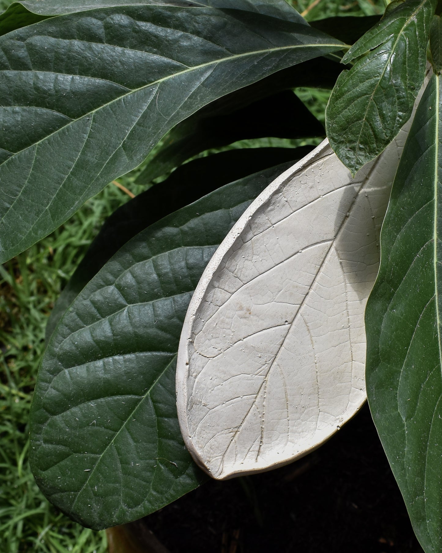 Portainciensos Hoja de Aguacate